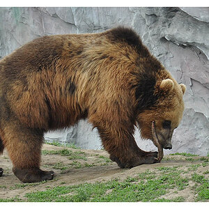 Bär
Nikon D90 mit 18-105 VR