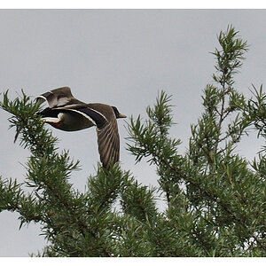 Ente im Flug
Nikon D90 mit 18-105 VR