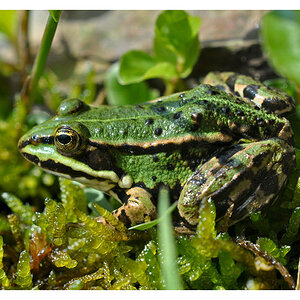Wasserfrosch
Nikon D90 mit 50/1.4 und B+W Nahlinse 4