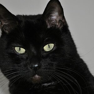 Mein Name ist Jonas, sehe aber aus wie Garfield. Nur die Farbe stimmt nicht.