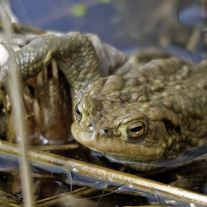 kroete