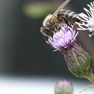2010 06 13 Biene 06 01