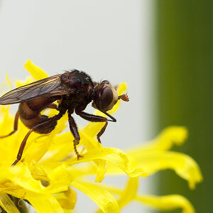 2010 06 13 Fliege 01 01
