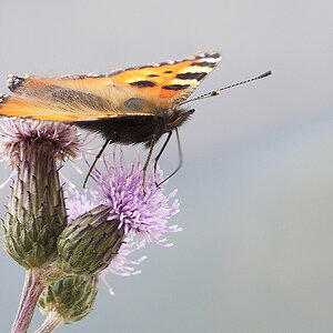 2010 06 13 Kleiner Fuchs 03 01