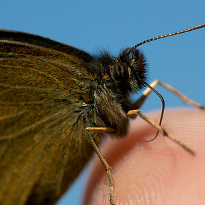 Schmetterling (Kopfdetail)