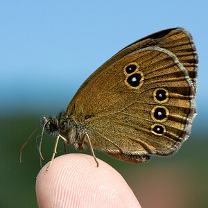 Schmetterling (auf Finger)