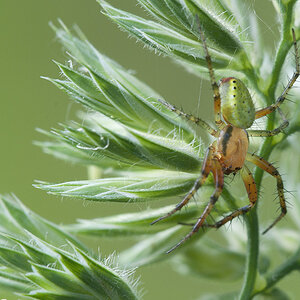 2010 06 13 Spinne 02 01