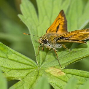 Rostfarbiger Dickkopf (Olchodes venatus)