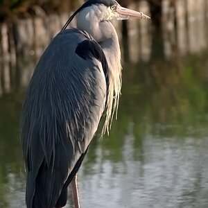 DSCF9966