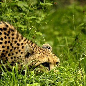 Gepard beim anschleichen