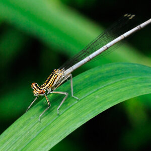 Pechlibelle