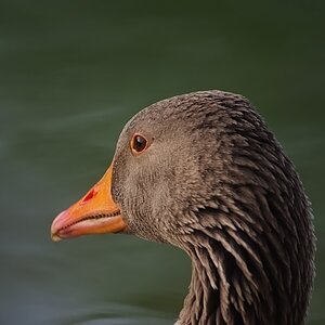 DSCF9750