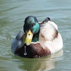DSCF9505
