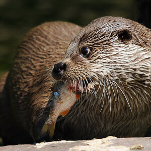 Fischotter
Tiergarten Nürnberg