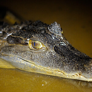 Sigma 150mm, F/2.8, HSM, Makro
D300, F/3.2, 1/40, ISO 1600, SB 600