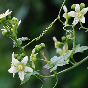 D30 6037