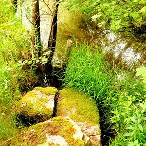 Am Teich