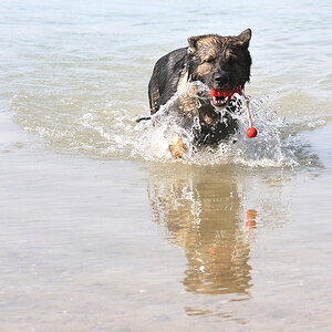 Nigel beim Baden und Spielen im Epplesee.