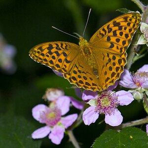 Kaisermantel (Argynnis paphia)