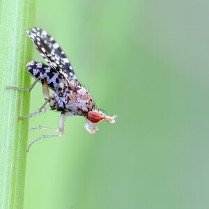 FliegeWebCAA 0767