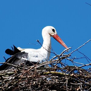 Storch