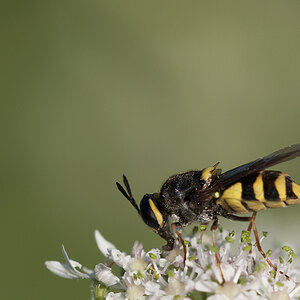 2010 07 05 Waffenfliege 31 01