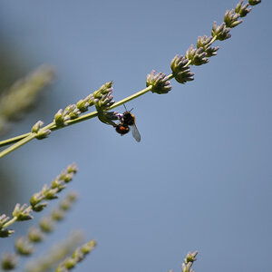 Biene am Lavendel
