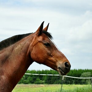 comp DSC 0083