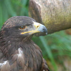 Steinadler