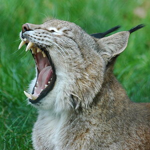 Luchs