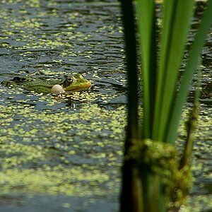 Frosch