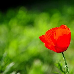 Mohn