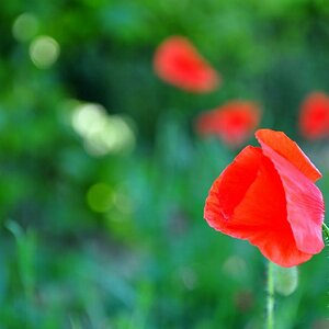 comp Mohn2