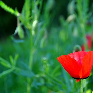 comp Mohn3