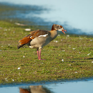 20100603 0499 [NIKON D2Xs]   500 mm  1 320 Sek. bei ƒ   5,0