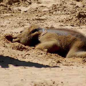 zoo hannover DSC 3838