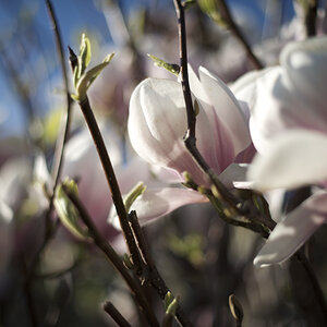 magnolie