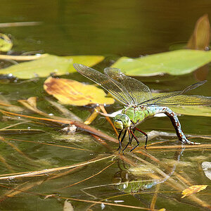 2010 06 28 Königslibelle 04 01