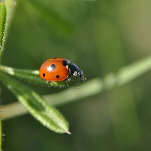 Im Garten