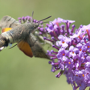 Taubenschwänzchen - Macroglossum stallatarum
Wien 22
D300 AF300/4 PK13