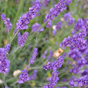 wo ist die Spinne?