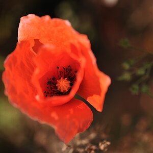Mohn in Flammen neu