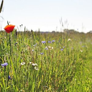 Blumenweg