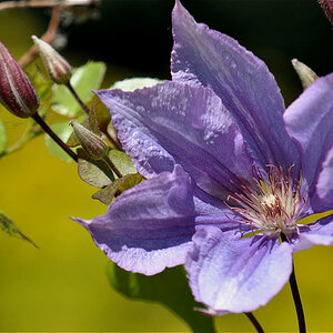 Clematis