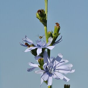 Blumen 03