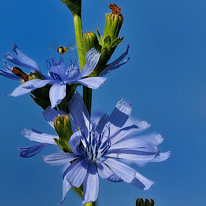 blume