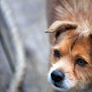 hund