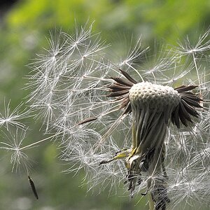 Paardenbloem