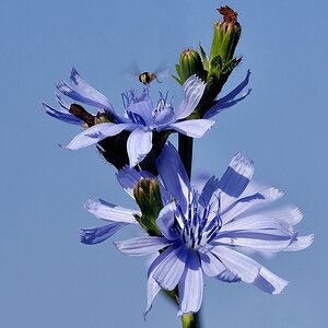 Blumen 04