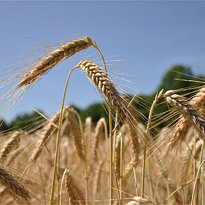 Korn im Sommer